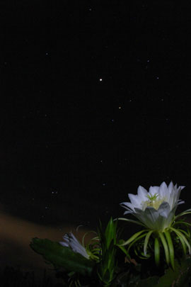 夜空に咲くドラゴンフルーツの花