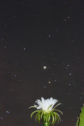 夜空に咲くドラゴンフルーツの花