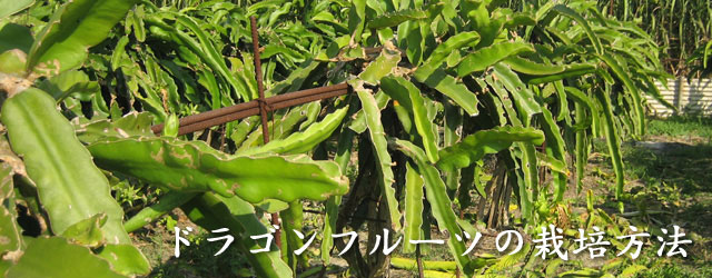 ドラゴンフルーツの栽培方法 沖縄から直送 うりずん