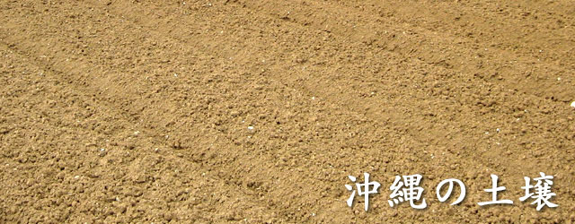 沖縄の土壌の写真ジャーガル、島尻マージ、国頭マージ