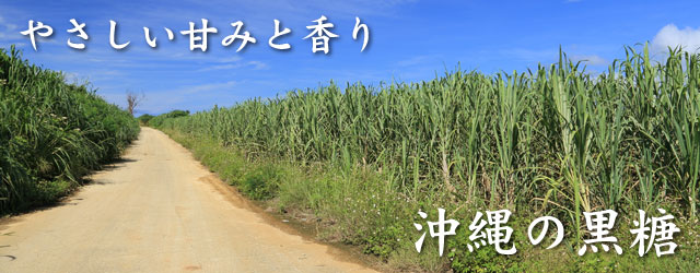 沖縄県産黒糖栽培風景
