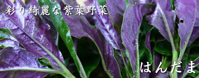 ハンダマ 目にやさしいアントシアン紫の葉野菜 沖縄から直送 うりずん