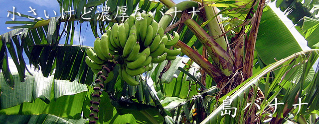沖縄の島バナナ