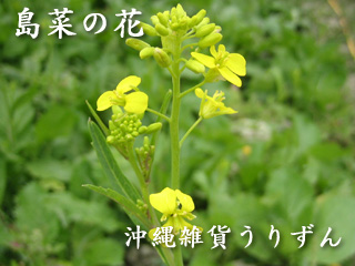 島菜の花