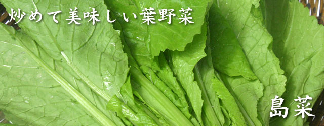 シマナー 島菜 沖縄の代表的な葉野菜 沖縄から直送 うりずん